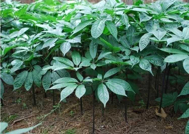 三七种植植苗云南文山土田苗种盆栽根茎绿植