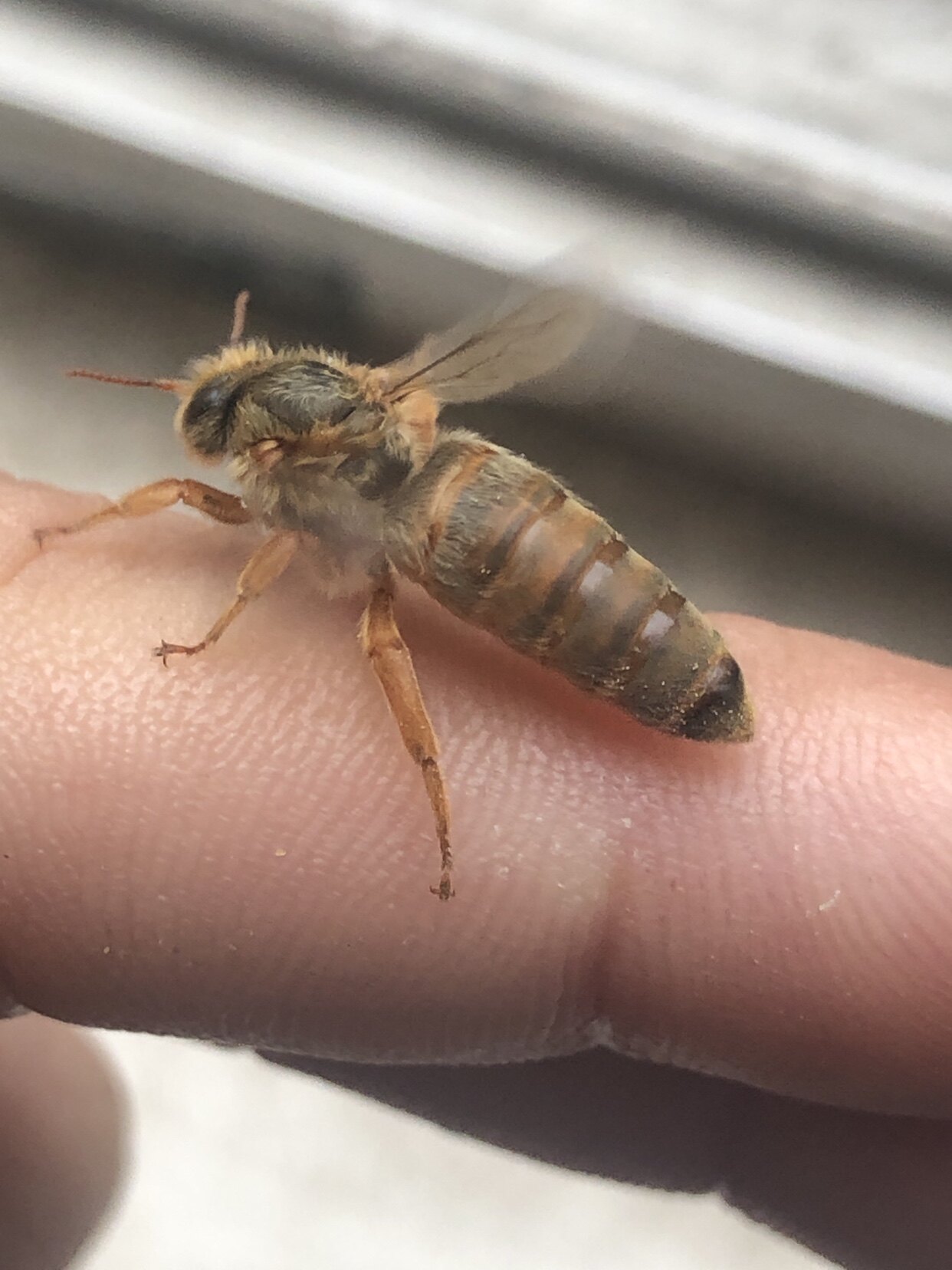 🐝蜜蜂中华蜂养殖中包土优王蜂质杂交处女王金色后代活体z蜂邮新品