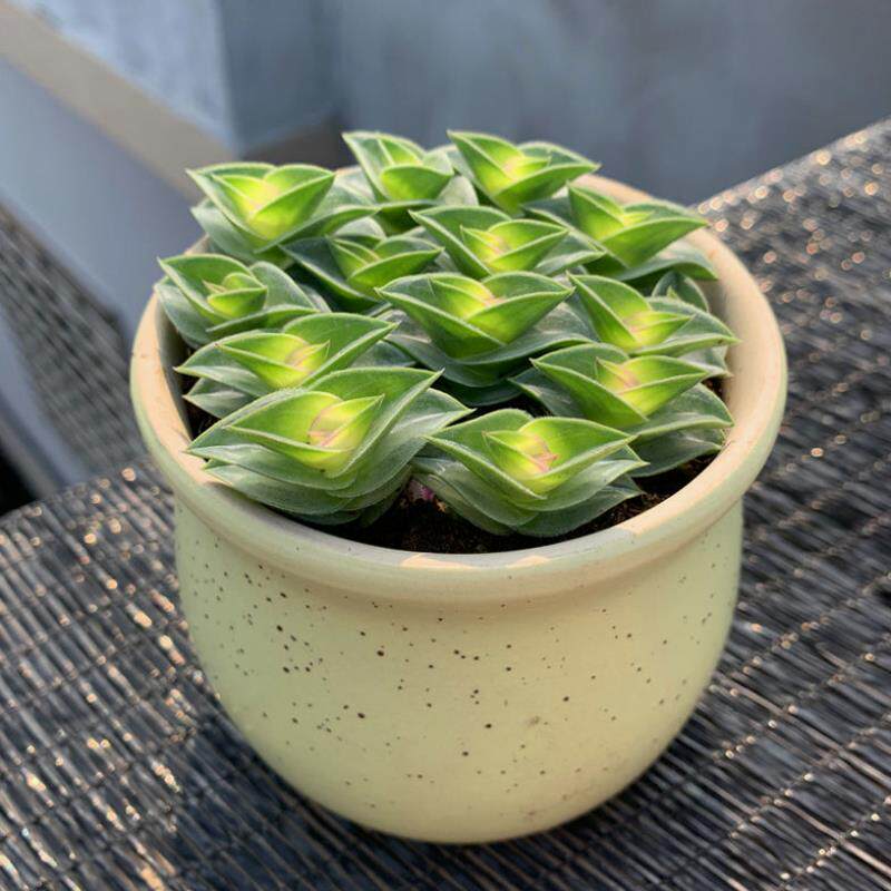 一帆风顺锦上添花植物招财平安寓意办公办公室室内桌面多肉植物