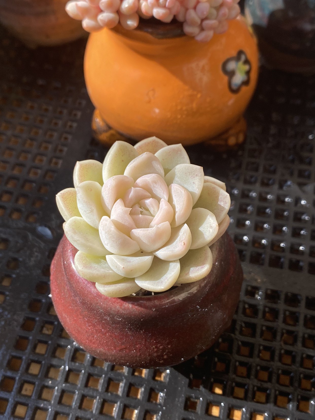 roye多肉植物可爱透白粉嫩纯白色肉肉仙气养易多肉植物