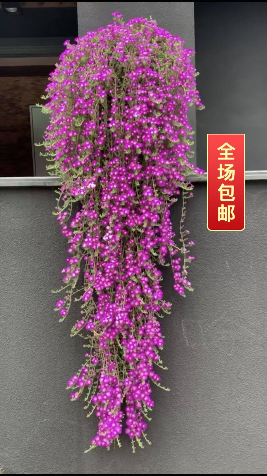 番杏枝条小兔子枝干无根番杏科开粉花多植物新款多肉植物