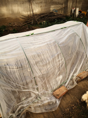 家用温棚防冻暖菜庭院蔬房卉棚蔬菜小型花暖防寒温室大棚支架