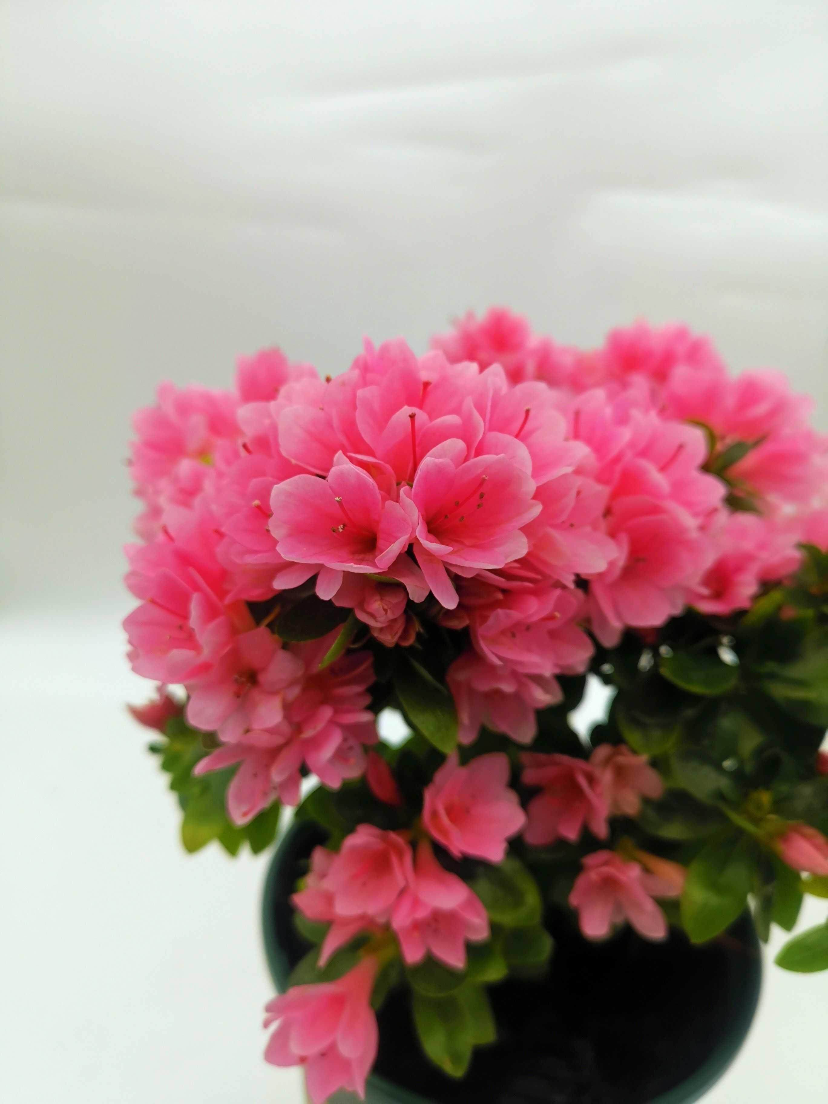 杜鹃腊皮妆粉粉色花卉盆丹好养好看经典庭院花卉