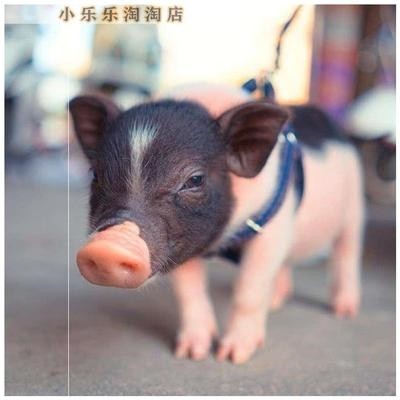不大小型小香猪迷你宠物猪活好养动物活物便宜香猪