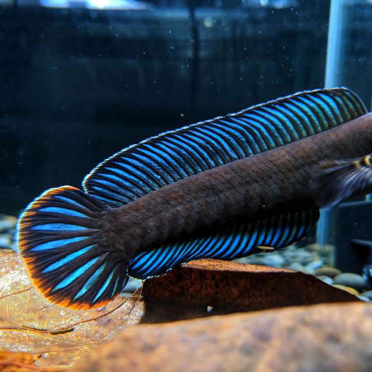 雷龙雷龙鱼七彩活体观赏鱼宠物鱼缸淡水鱼淡水蓝帆鱼