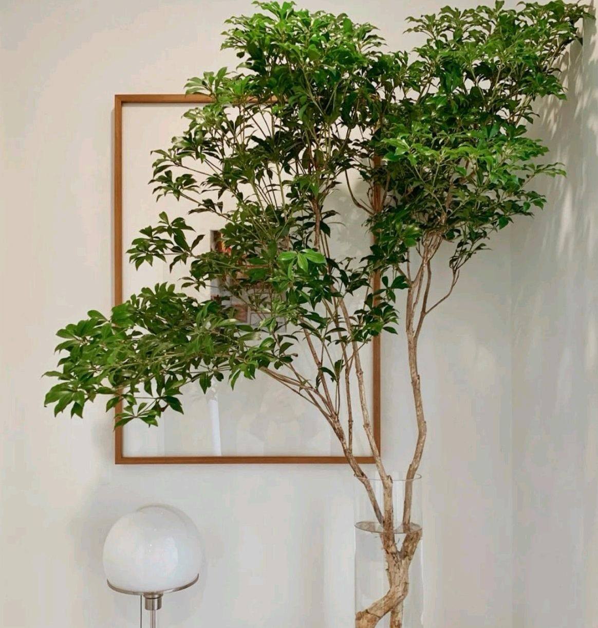 日本进口马醉木水培鲜切枝条高级花材花期全国绿植