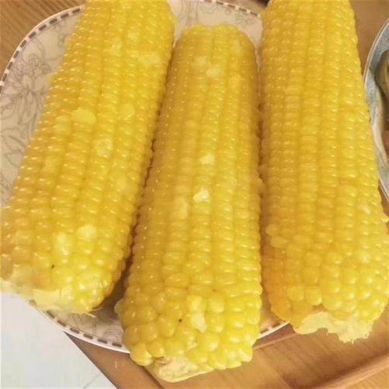 冷冻玉米黑龙江大董精品寒地黑土土黄糯味浓非礼品盒