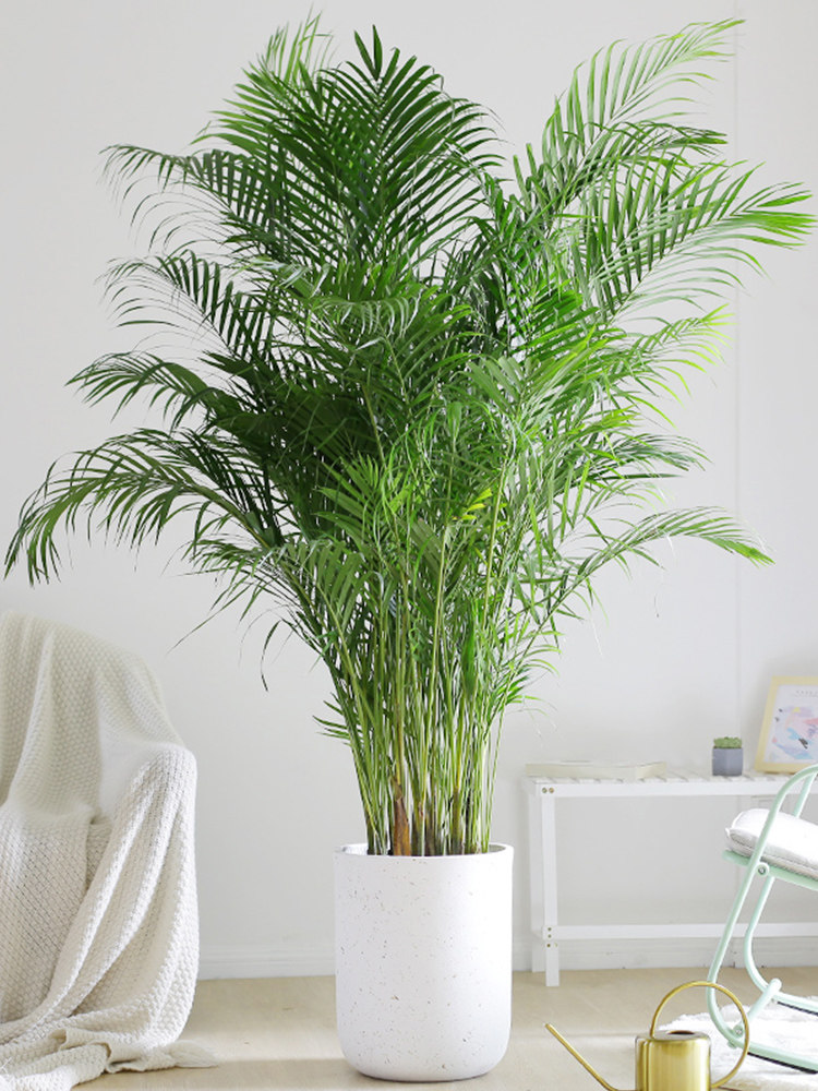 芳然植物网红甲醛办公室客厅散尾绿植北欧大型绿植