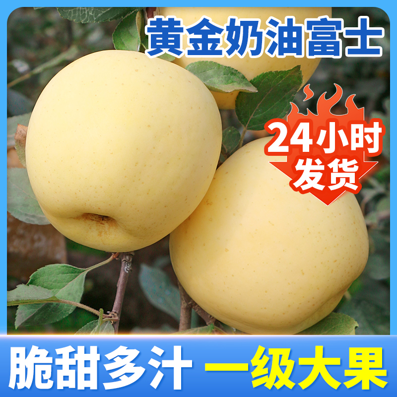 山东烟台奶油黄金新鲜水果苹果奶油苹果富士10黄金当季整箱奶香斤