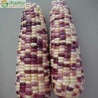 东北粘玉米种子黑糯玉米种子杂交墨西哥玉米籽