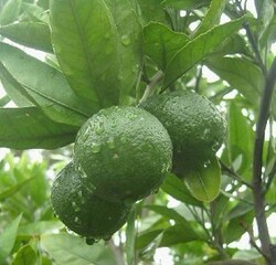 橘子树苗 桔子苗 橘子小苗 沙糖橘子苗 沙糖桔嫁