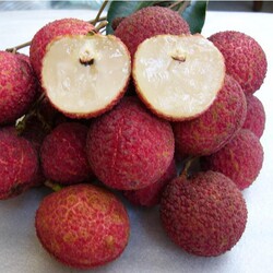 橘子树苗 桔子苗 橘子小苗 沙糖橘子苗 沙糖桔嫁