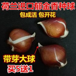 苹果树苗嫁接红富士红肉苹果树苗猕猴桃火龙果