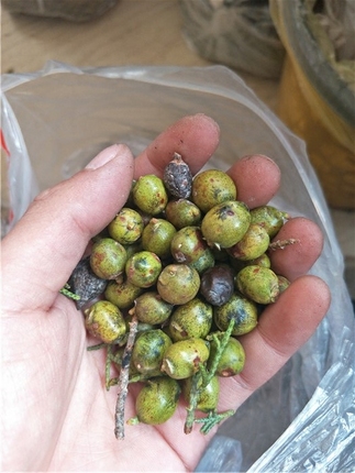 西藏热振地区柏香子百香籽菩提未剥皮原籽赌籽没剥皮青皮柏香子