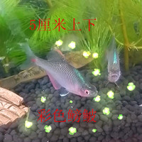 水草种子绿菊花生态鱼缸造景真水草浮萍金鱼藻