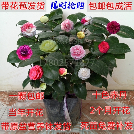 十八学士盆栽山茶花树苗 五色赤丹茶花苗四季茶花 5年大苗包邮