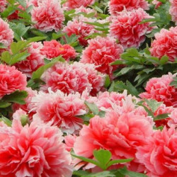 松叶牡丹重瓣太阳花种子花籽包邮好养易种春播