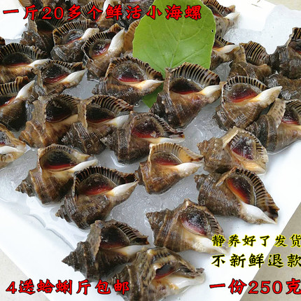 连云港海鲜鲜活海螺野生小海螺尖螺当天现捕水产贝类四斤包邮