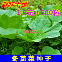 蔬菜彩袋苋菜寒菜汗菜种子红苋菜白苋菜冬寒菜