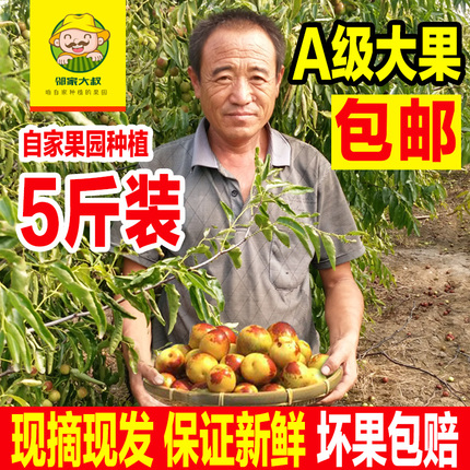 现货沾化冬枣新鲜包邮 5斤孕妇水果山东大枣枣子青枣鲜枣脆冬枣甜
