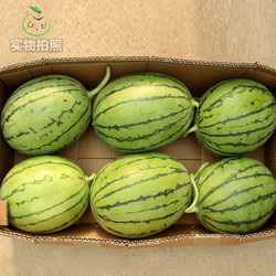浙江蒋氏精品早春红玉 小西瓜 新鲜时令水果 原