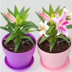 盆栽花卉水培植物袖珍椰子 文竹 发财树 绿萝吊