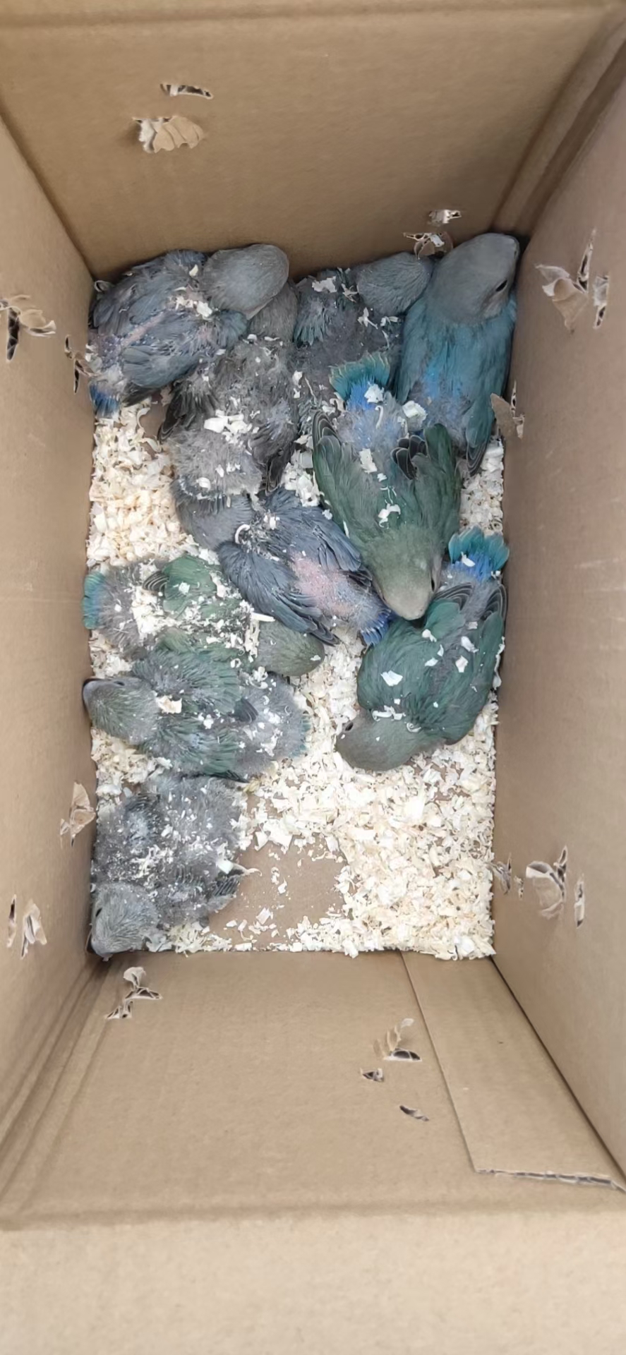 虎皮鹦鹉活鸟幼鸟活物玄凤鹦鹉活体观赏鸟认主网红小宠物说话的鸟