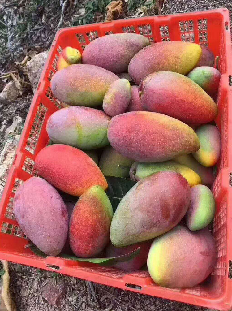 贵妃树上鲜彩顺丰5斤水果孕妇新鲜彩芒果三亚芒果