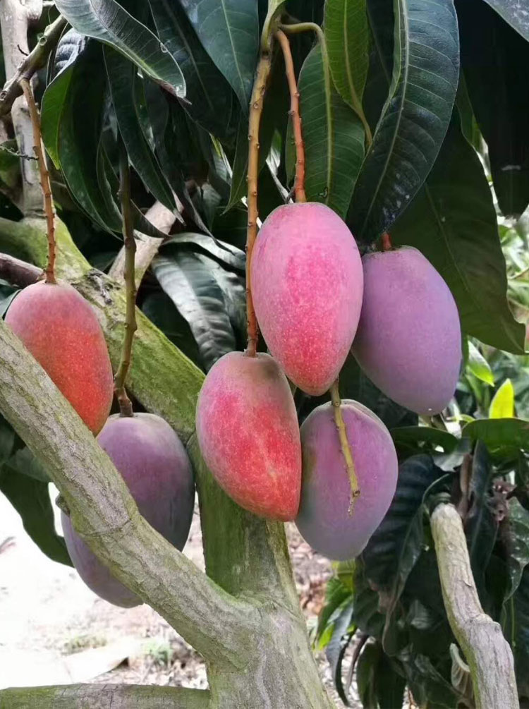 贵妃树上鲜彩顺丰5斤水果孕妇新鲜彩芒果三亚芒果