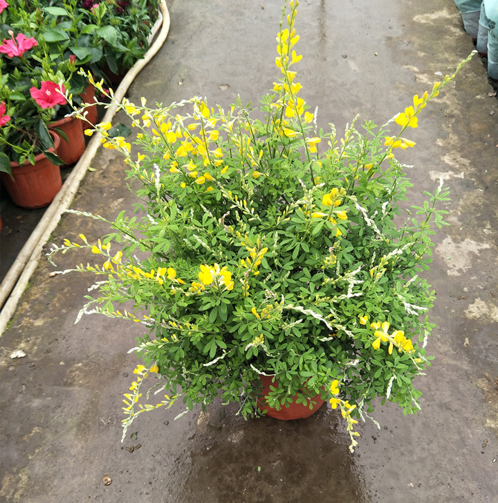 黄金雀多年生美观耐寒久耐花期花卉四季植物观花时令草本花卉