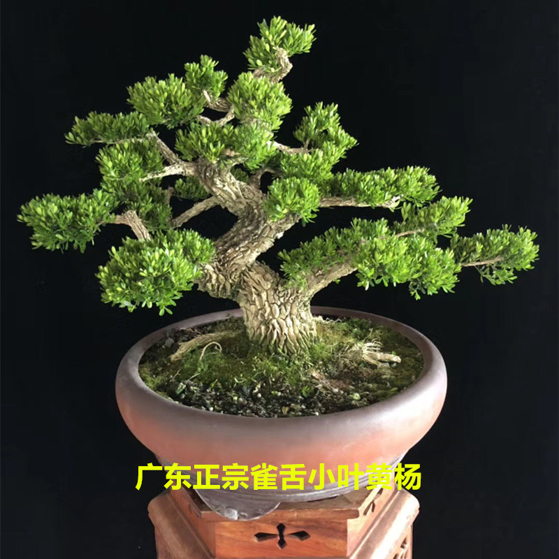 大型绿植小叶雀舌黄杨盆景阳台室内外净化空气常青植物盆栽荀子苗 - 封面