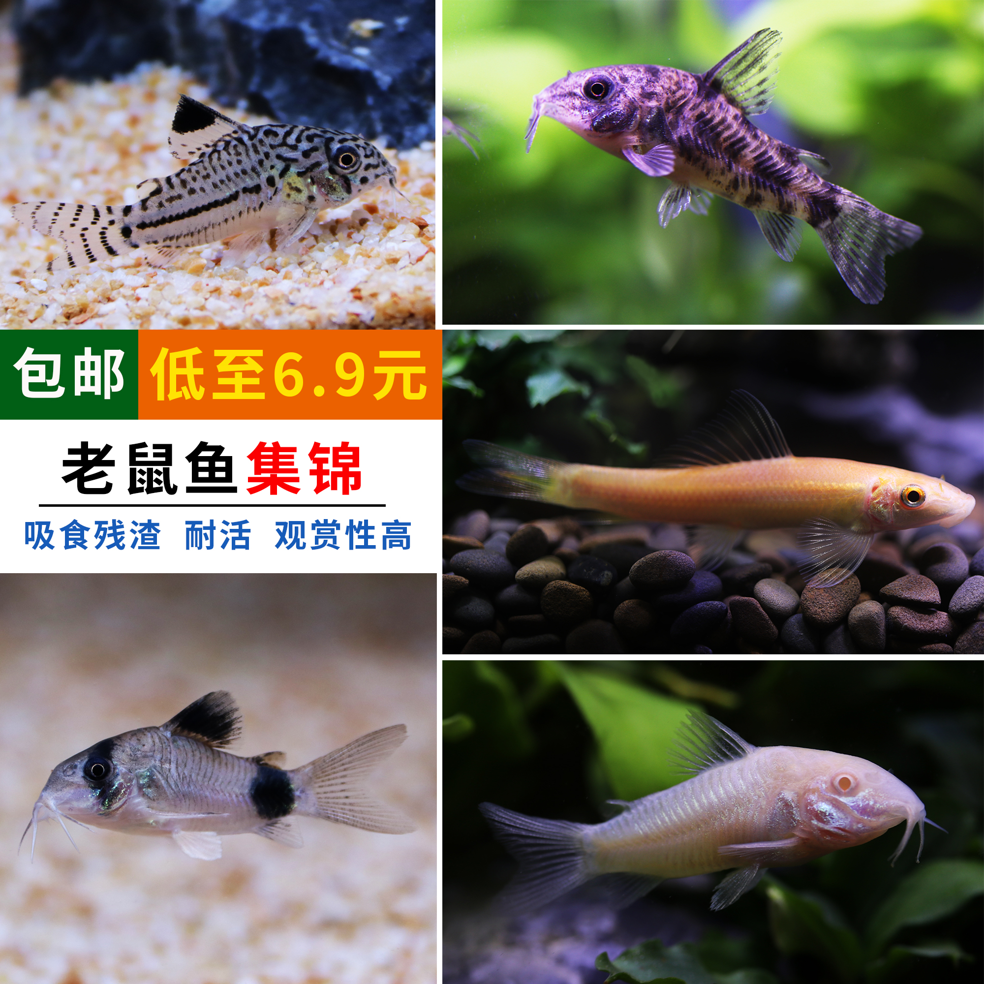 清道夫工具鱼金苔鼠花椒鼠珍珠鼠白老鼠鱼清洁鱼底栖鱼活体 - 封面