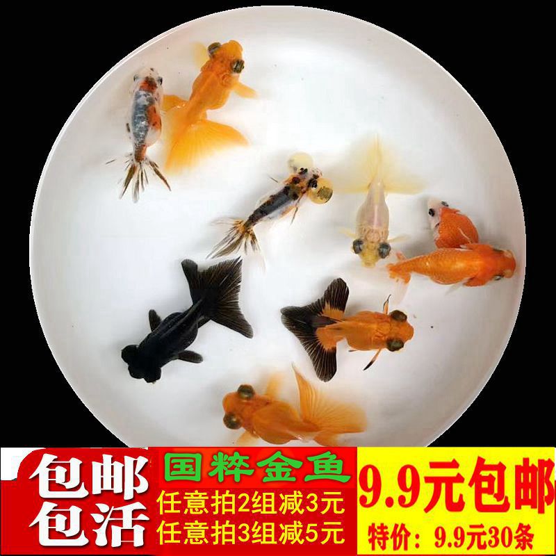 金鱼活体草金鱼活体小金鱼活鱼锦鲤鱼蝶尾冷水鱼兰寿观赏鱼苗活体 - 封面