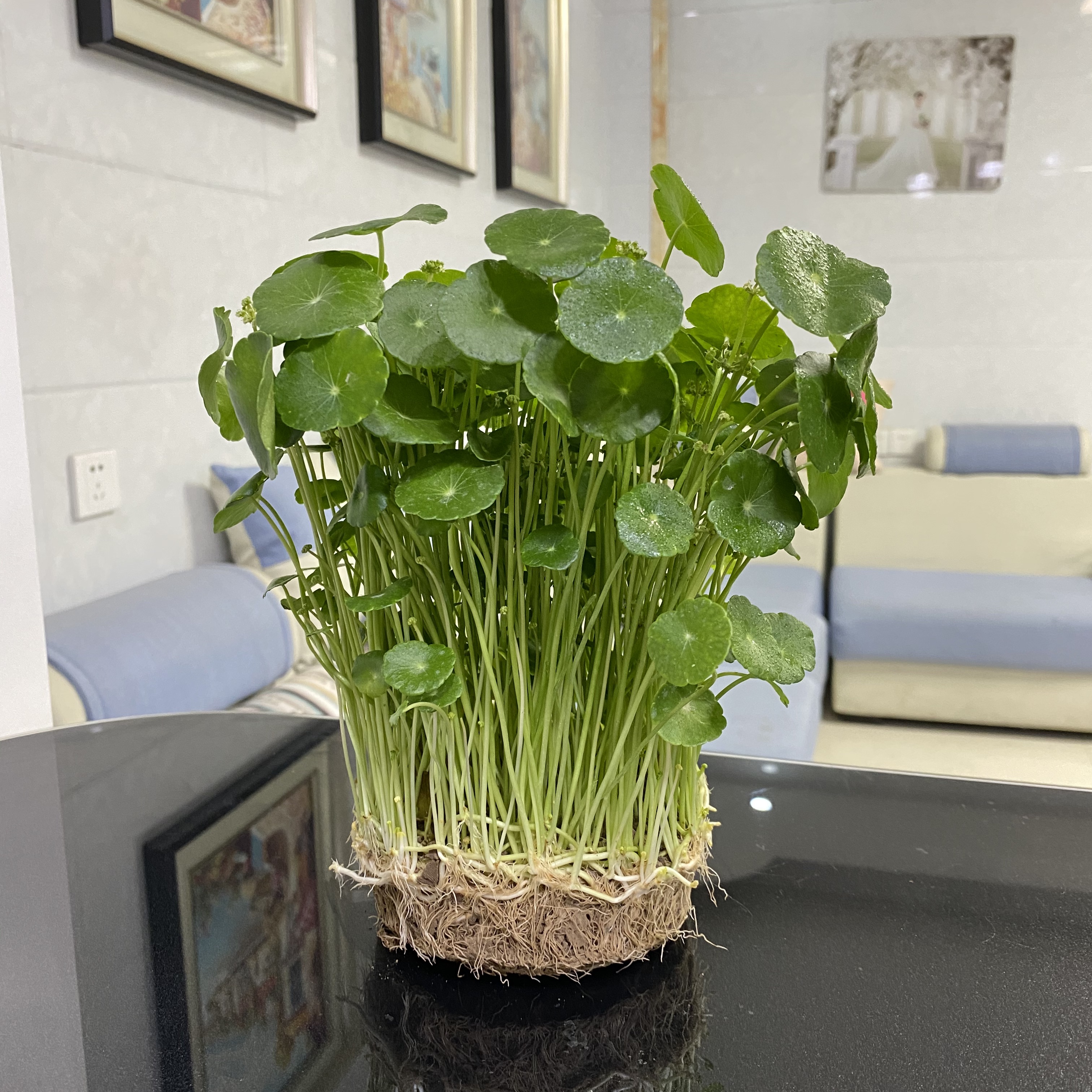 铜钱草招财水培植物办公室桌面盆栽金钱草花卉净化空气吸甲醛绿植 - 封面