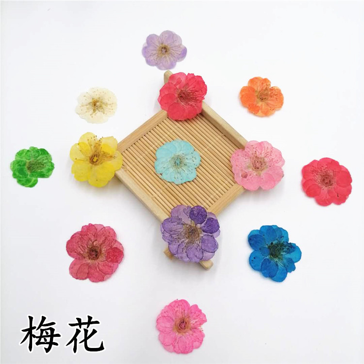 梅花 压花干花香薰蜡烛腊梅diy押花永生花真花网红贴脸花瓣妆花材 - 封面