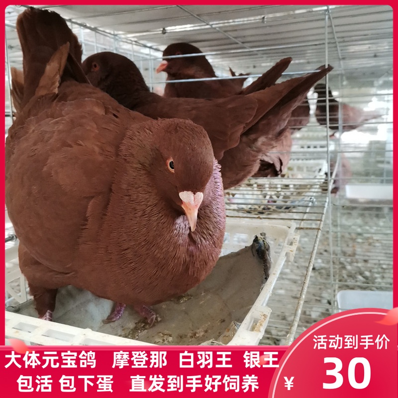 大体元宝鸽一对活体红卡奴银王白羽物种鸽子落地王肉鸽特型苗繁殖 - 封面