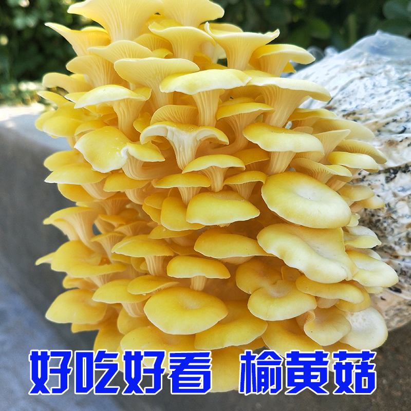 蘑菇种植包平菇菌包种蘑菇食用菌菌种家庭种植蘑菇菌包种子榆黄菇 - 封面
