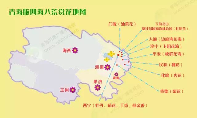 青海版四海八荒赏花地图,简单直接的高原之美!