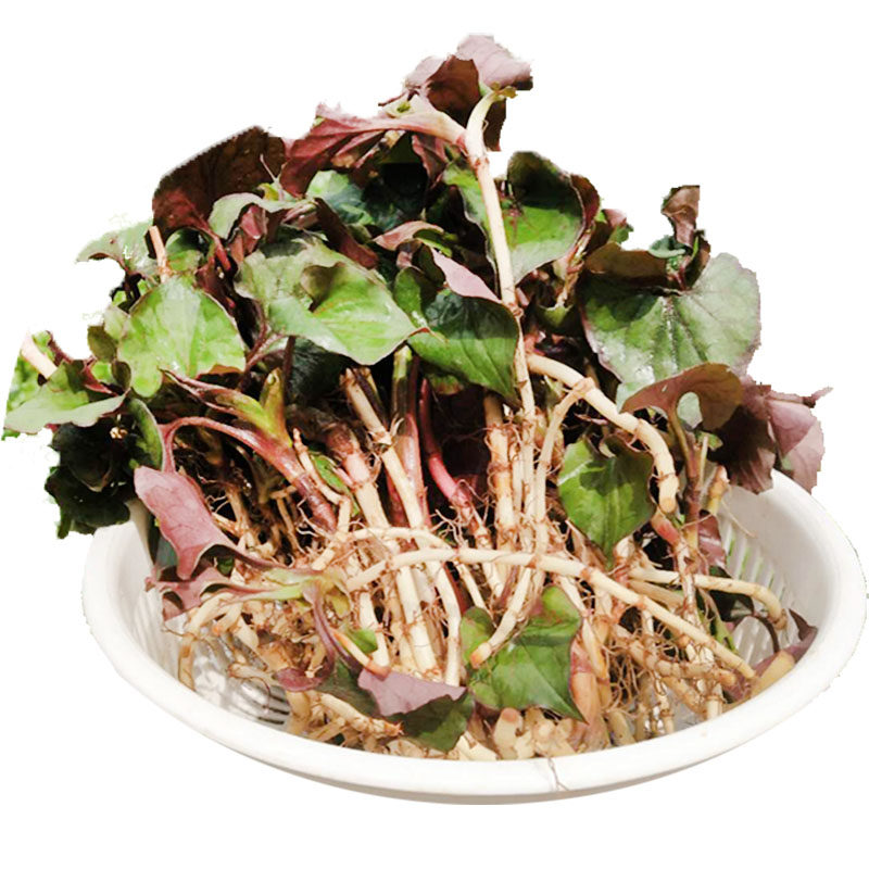 贵州野菜鱼腥草2斤现挖新鲜折耳根凉拌节儿根侧儿根香浓脆嫩带土