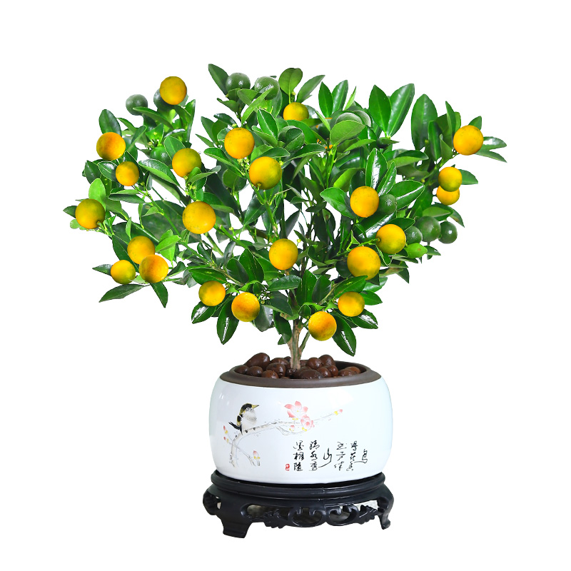 四季金桔树苗盆栽客厅招财植物室内花卉绿植小橘子年宵盆景好养活