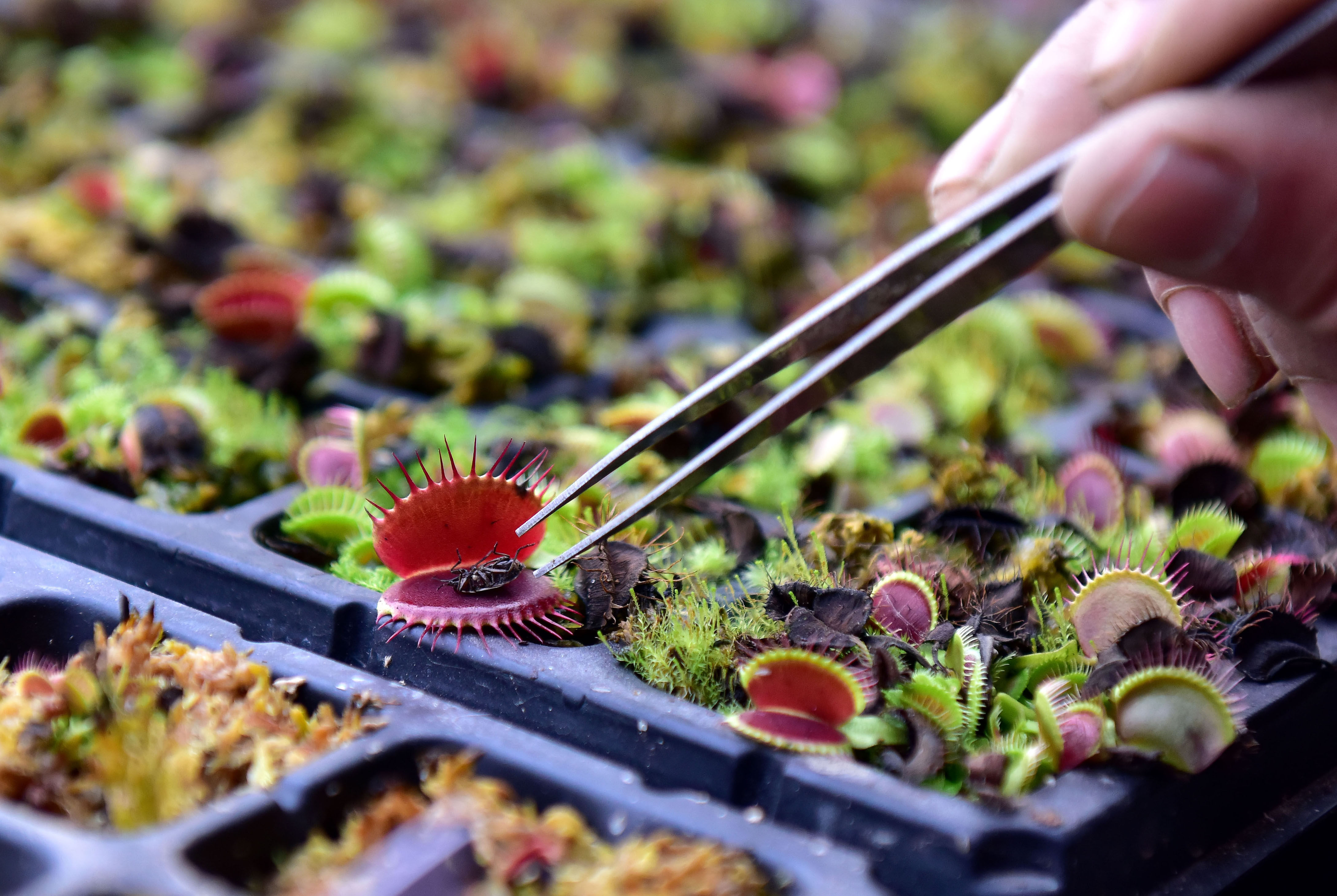 这个小伙已经拿动物喂草了!