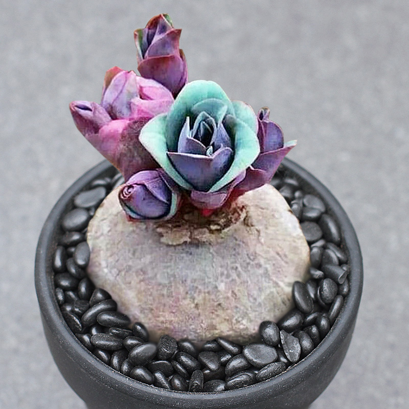 大戟狼毒拍一物一大稀有块根多肉植物室内盆栽多肉植物