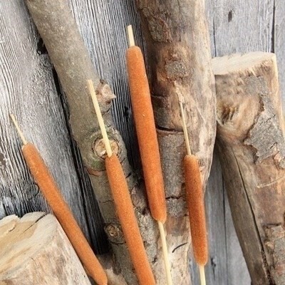 蒲棒干 插花_蒲棒干花a芦苇创意四季风干干花瓣香蒲咖啡馆道具插花