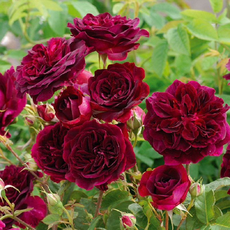 大花浓香月季黑伍德紫黑色庭院芳香花园阳台玫瑰花室内外花卉抗寒