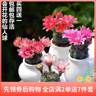 绯花玉仙人球开花品种室内可爱小盆栽桌面仙人掌类多肉植物