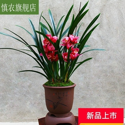 兰花【大将军】浓香蕙兰大花朵宽叶盆栽花卉绿植兰.草兰花苗.图片