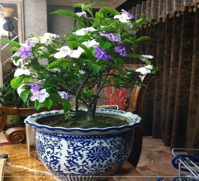 双色茉莉花盆栽四季颜色白花当年绿庭g院苿莉开花办公室创意紫新