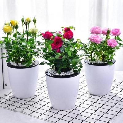 买花盆栽植物四季易活种子图片