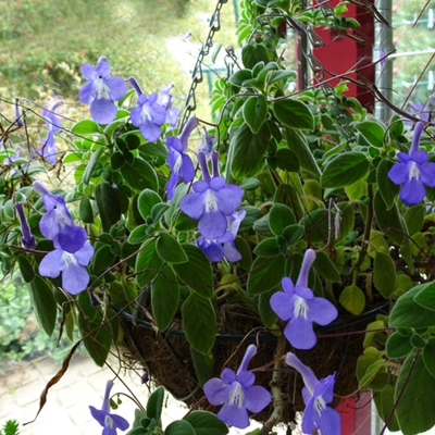 大林男海豚花苗盆栽耐意植苦花卉阳台庭院物苣苔X小苗介热慎拍