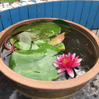 养鱼庭院睡莲荷花缸老式陶缸水缸老式庭院招财水刚水缸家用老缸古董